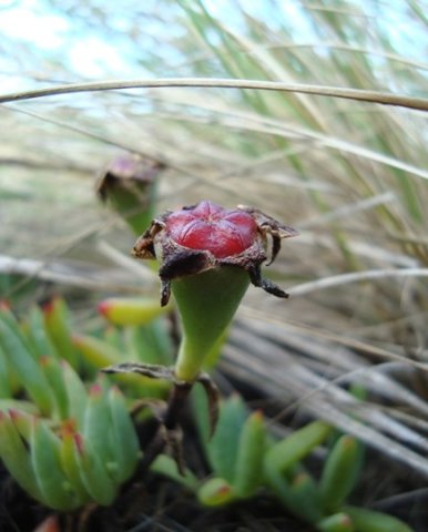 Lampranthus fugitans fruit